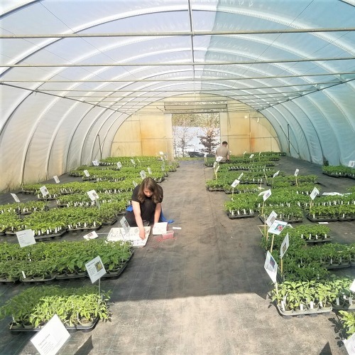 Seltene Kulturpflanzen f&uuml;r den Garten &nbsp; &nbsp;