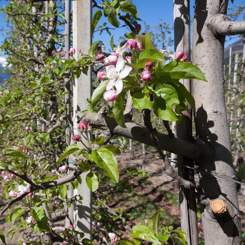 Obstbau - Die Vielf&auml;ltigkeit einheimischer Obstgeh&ouml;lze